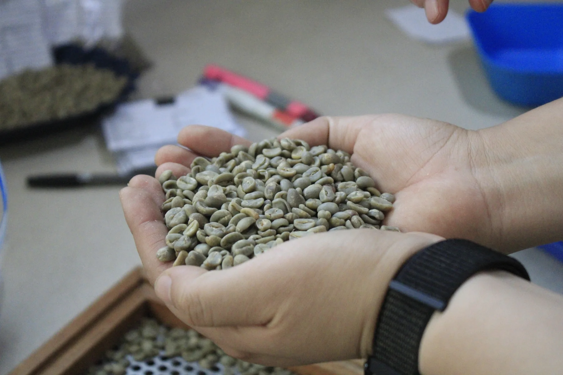 Hands holding PUHUAC green coffee