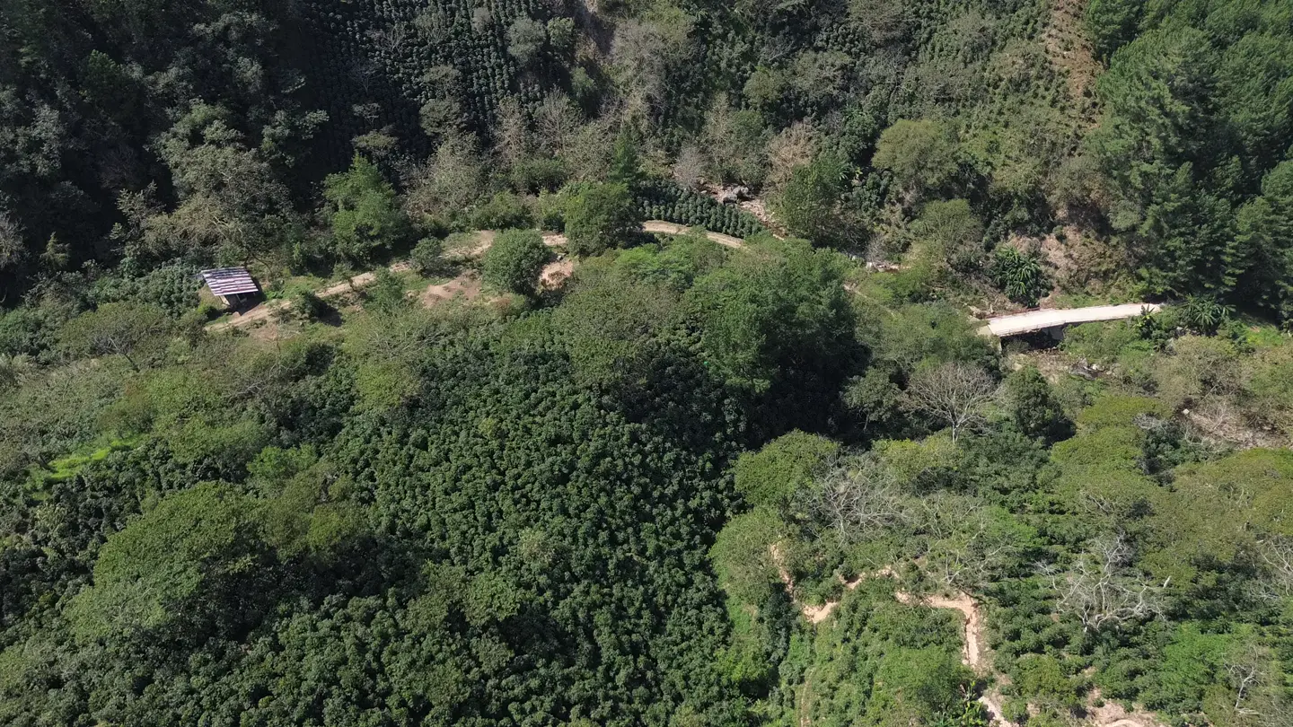 Vista aérea de una plantación de café de PUHUAC entre árboles de la Sierra de Puebla