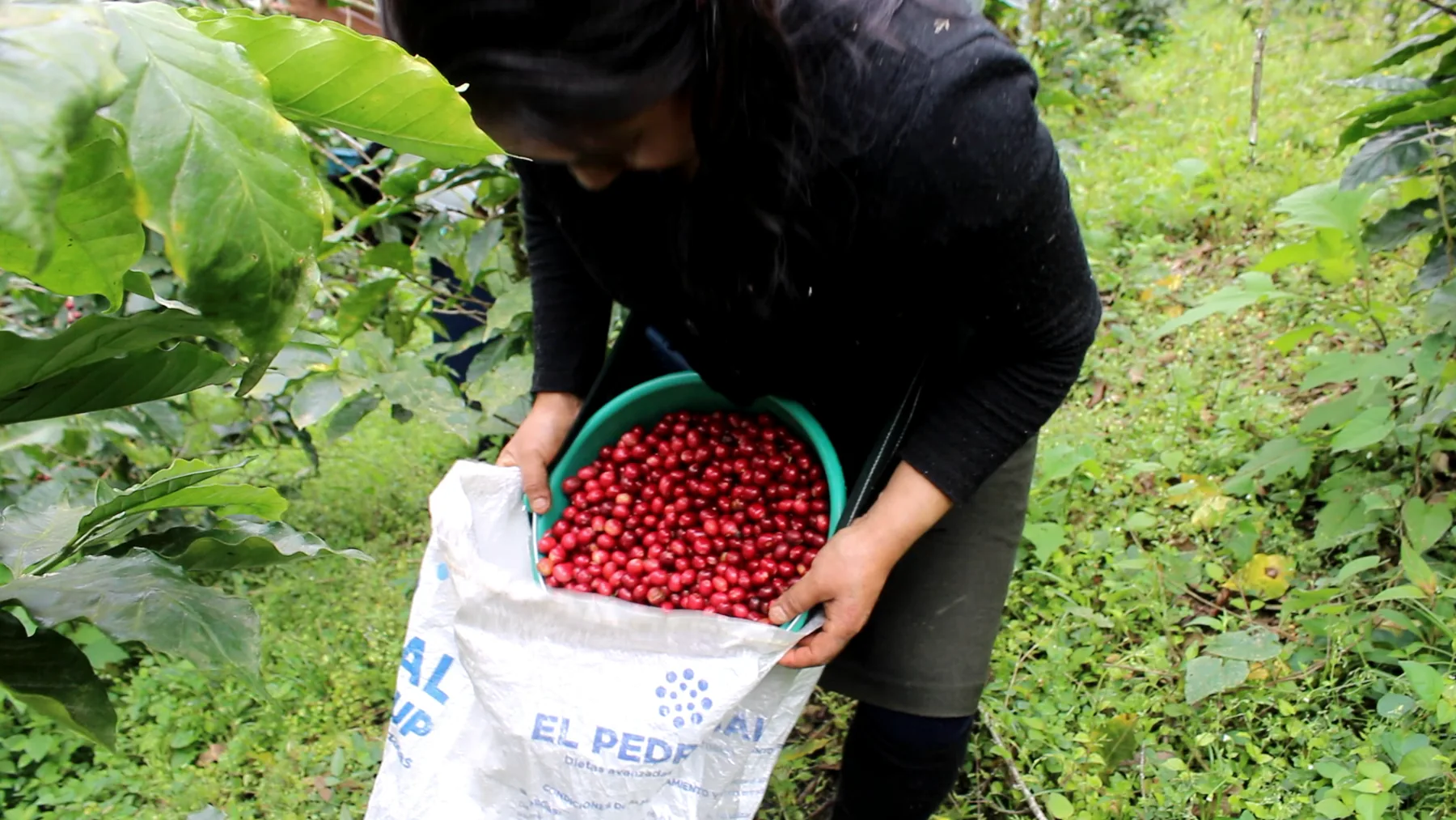 Productora mostrando las cerezas de café de la cosecha