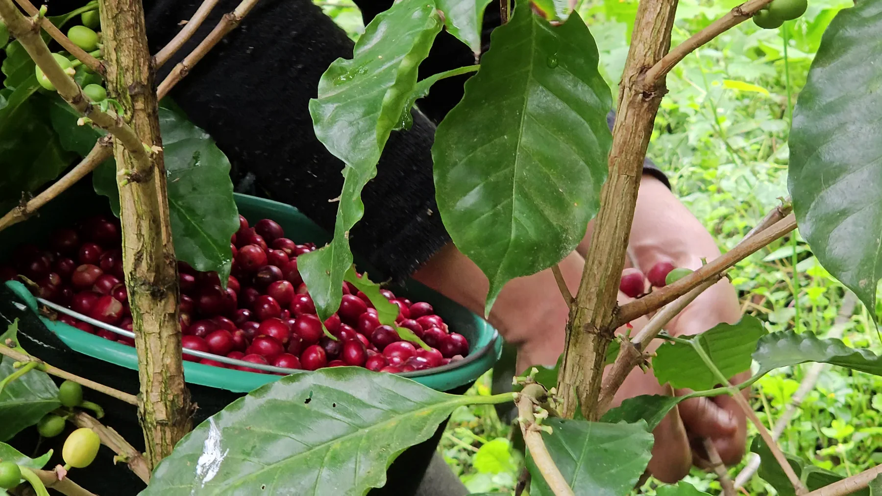 Manos recogiendo cerezas maduras de café en una canasta durante la cosecha de PUHUAC