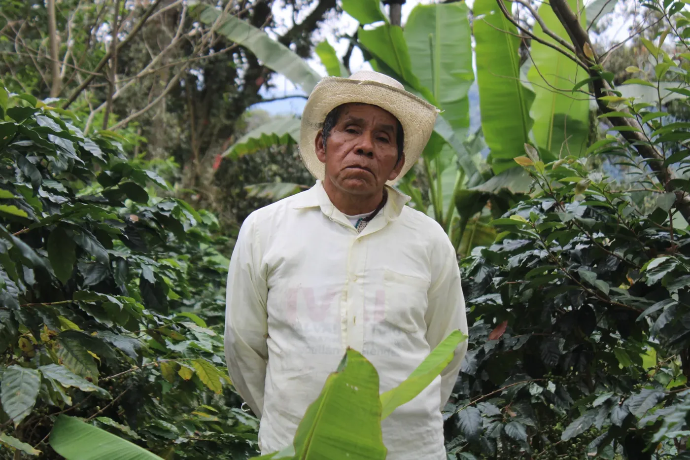 Productor de PUHUAC con sombrero entre los cafetales de la Sierra