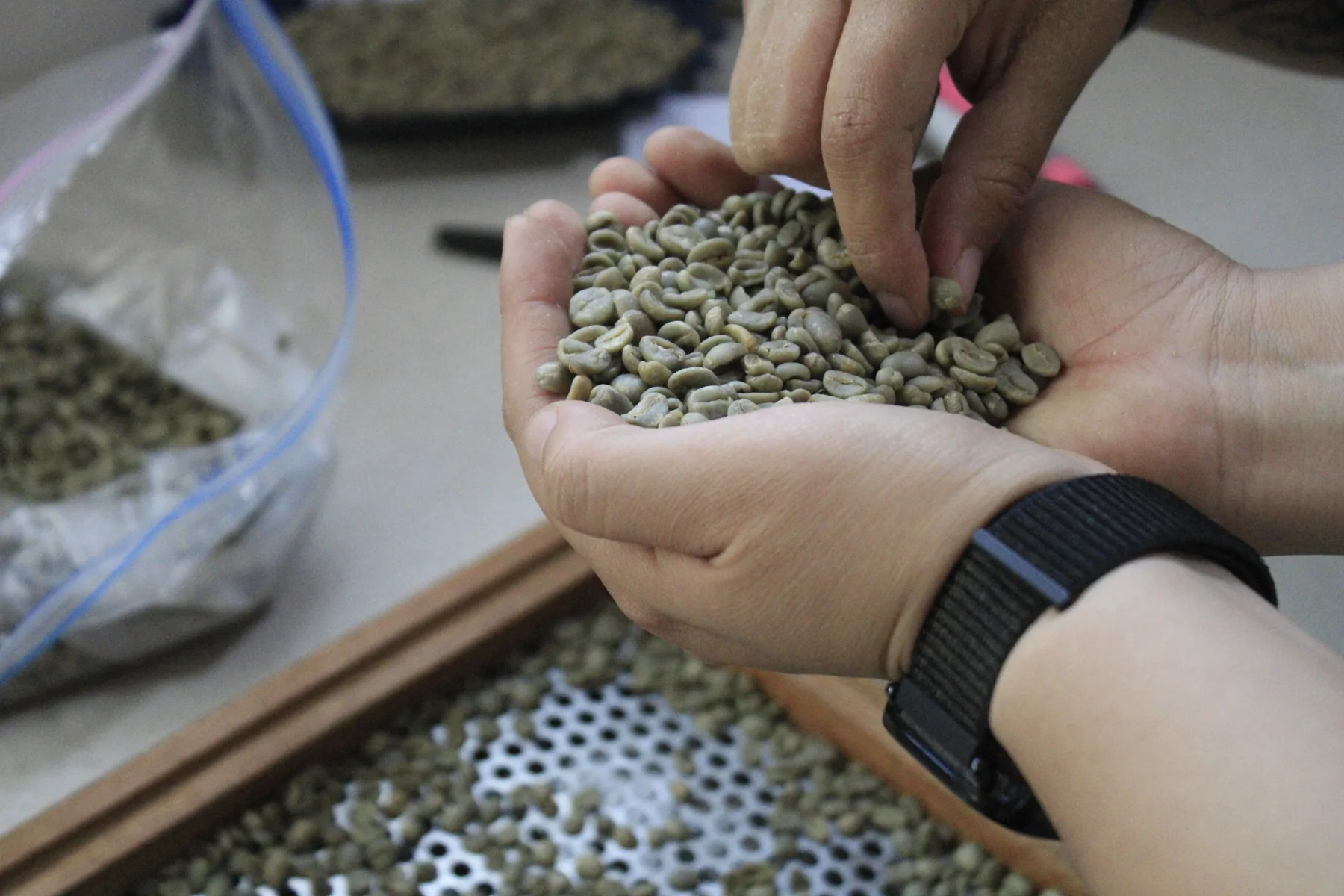 Selección manual y revisión de una muestra de café verde de PUHUAC